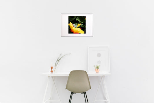 ハイビスカス🌺