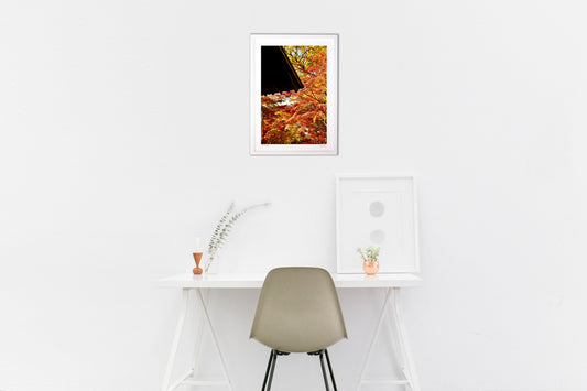 屋根越しのもみじ🍁