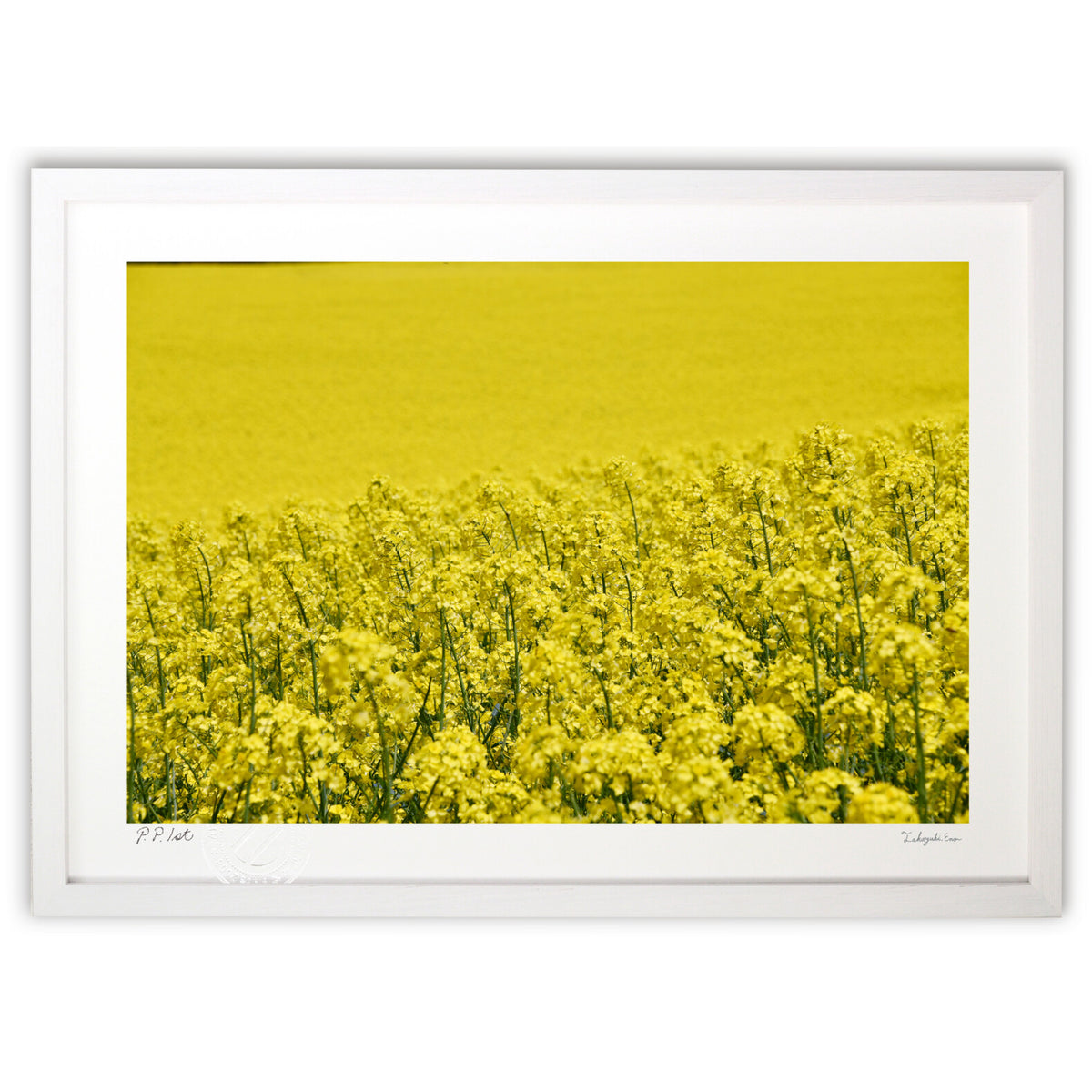 rapeseed flower field