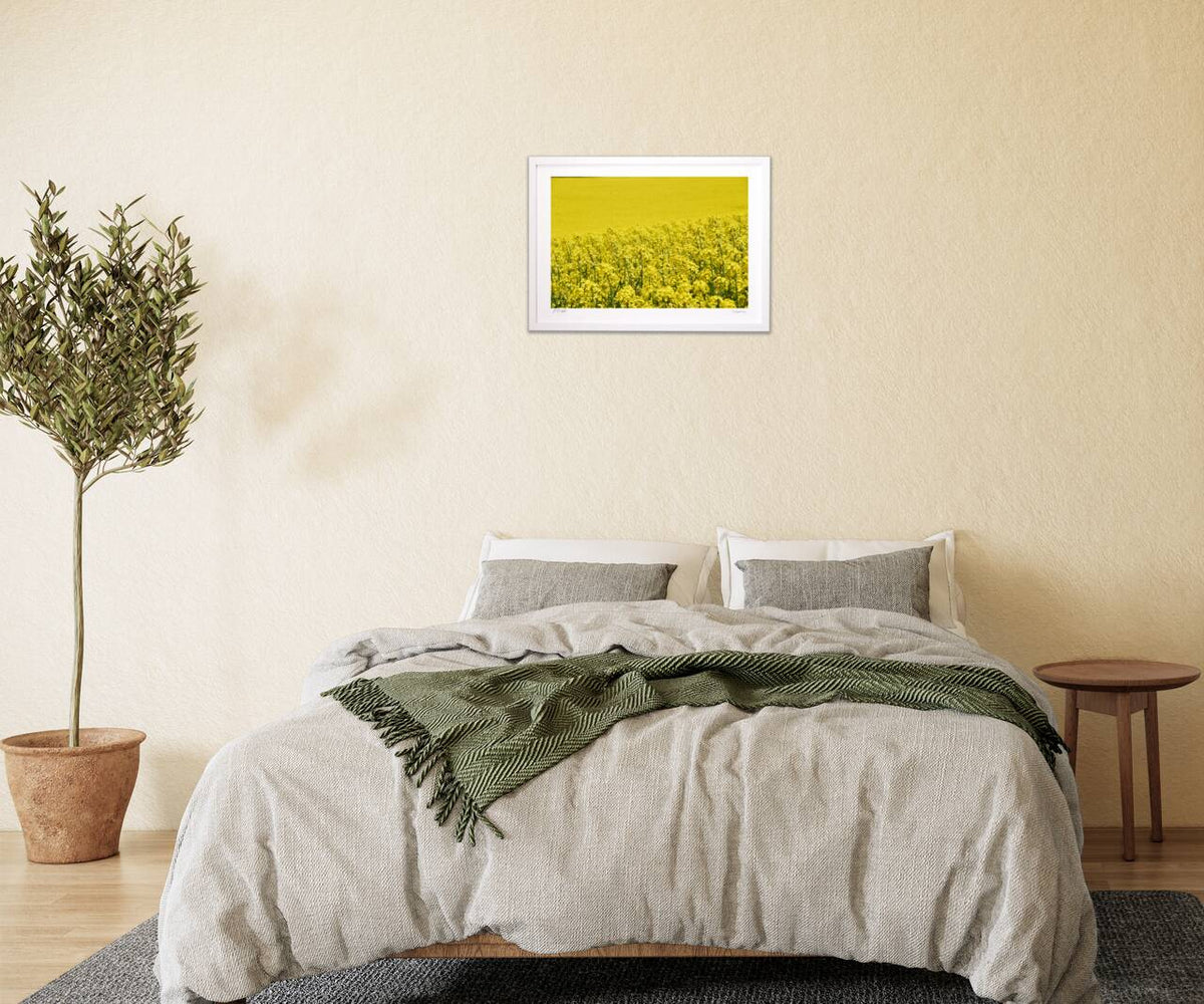 rapeseed flower field