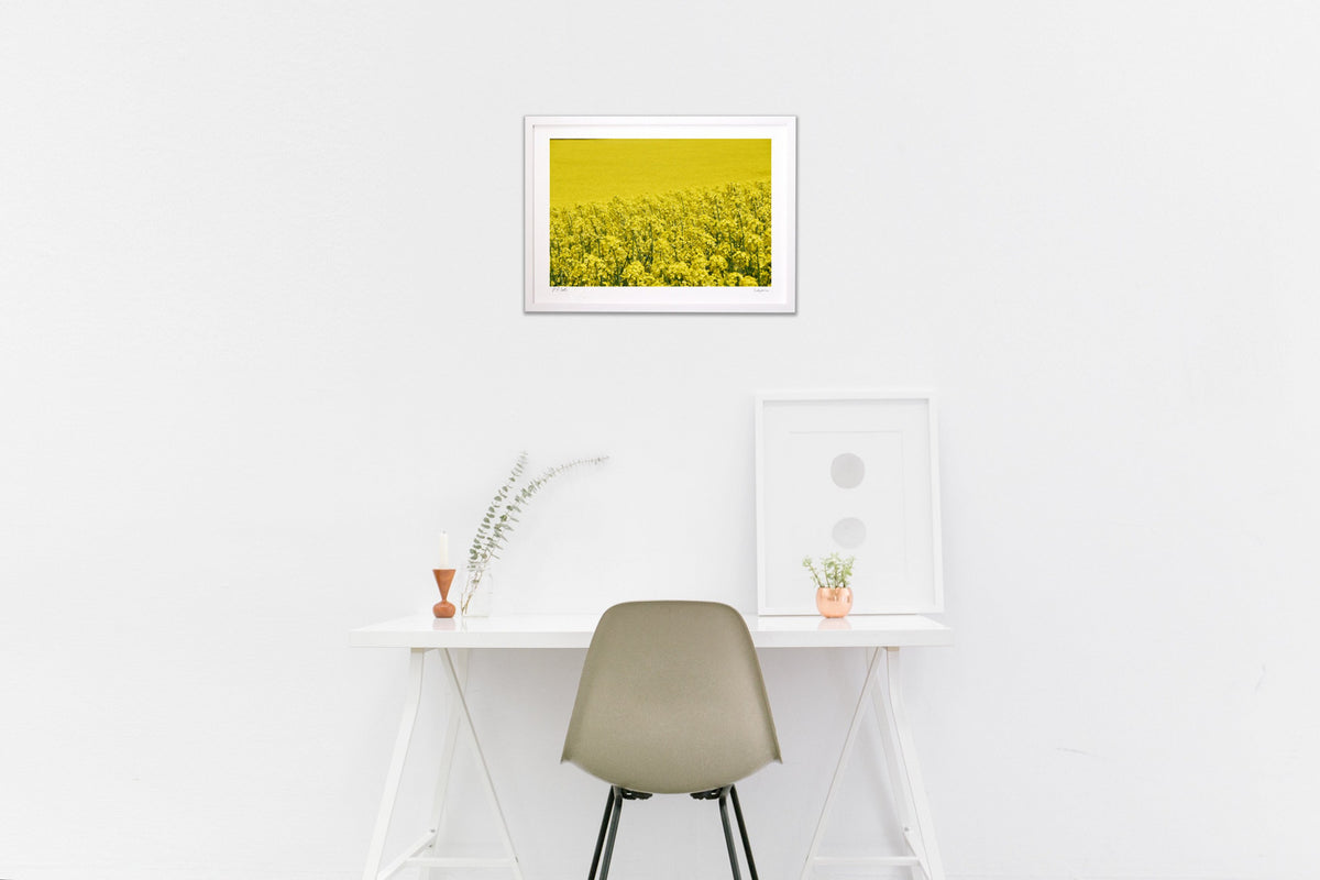 rapeseed flower field