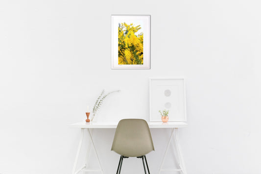 優雅なミモザの花