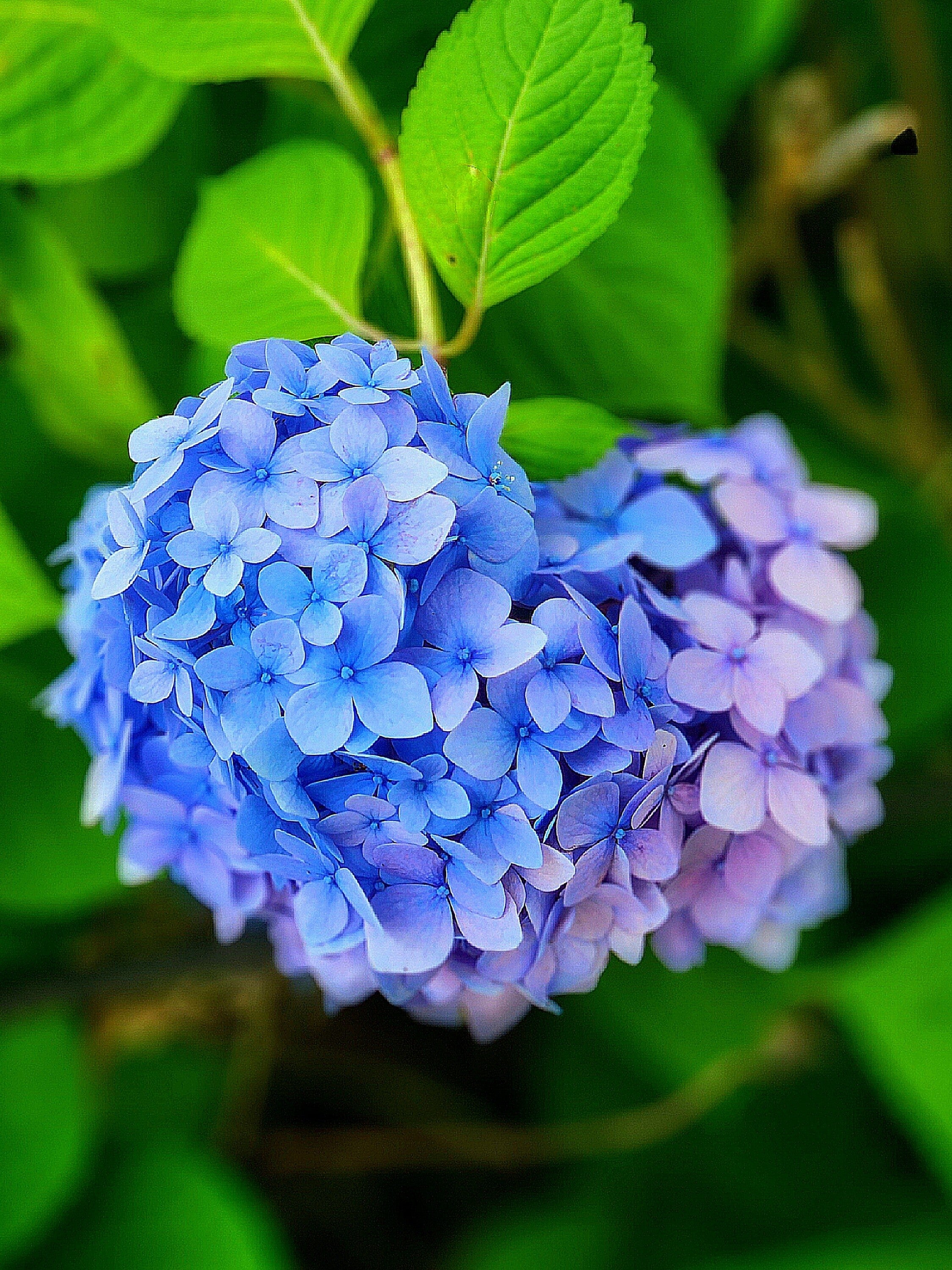 紫陽花 – 絵画や壁飾り販売｜風景投稿販売あゆわら(R)