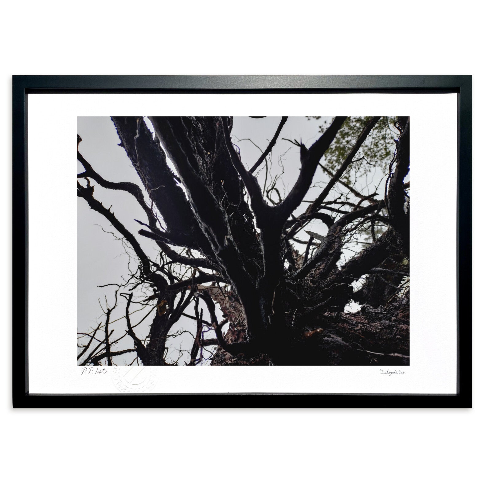 枯れ木 枯れ木 – 絵画や壁飾り販売｜風景投稿販売あゆわら(R)
