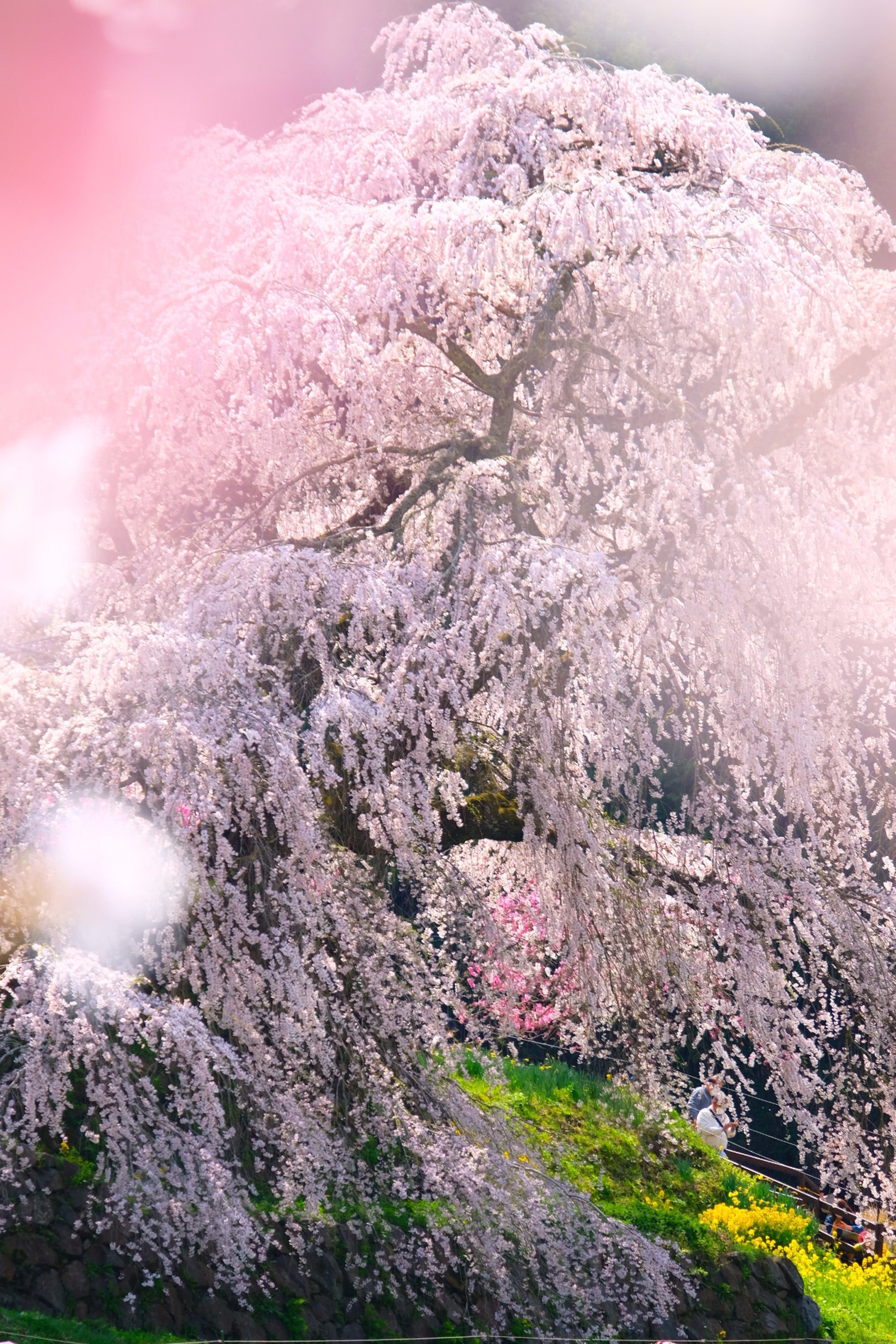 奈良県樹齢300年しだれ桜、又兵衛桜 – 絵画や壁飾り販売｜風景投稿販売