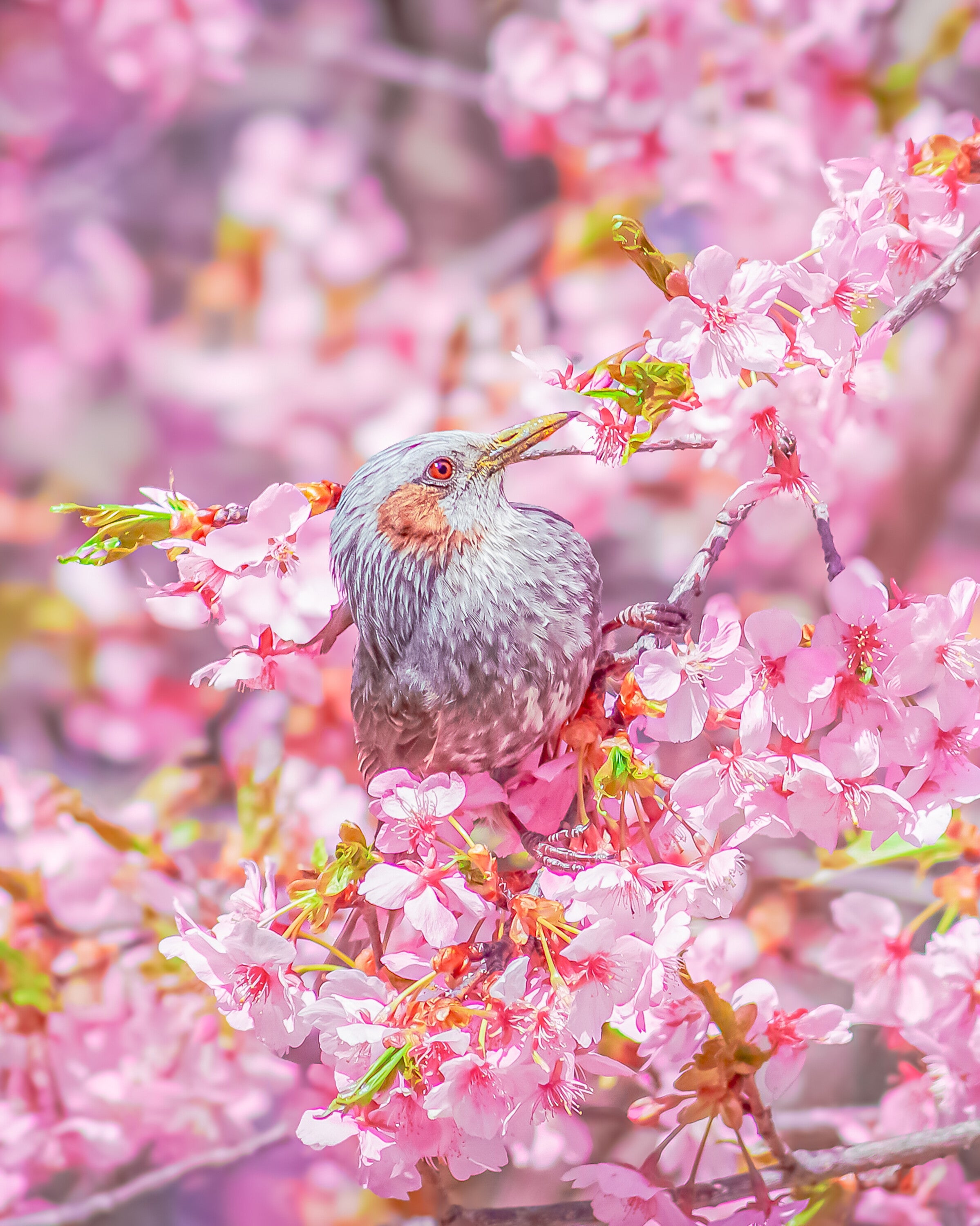 桜の香りに包まれて – 絵画や壁飾り販売｜風景投稿販売あゆわら(R)