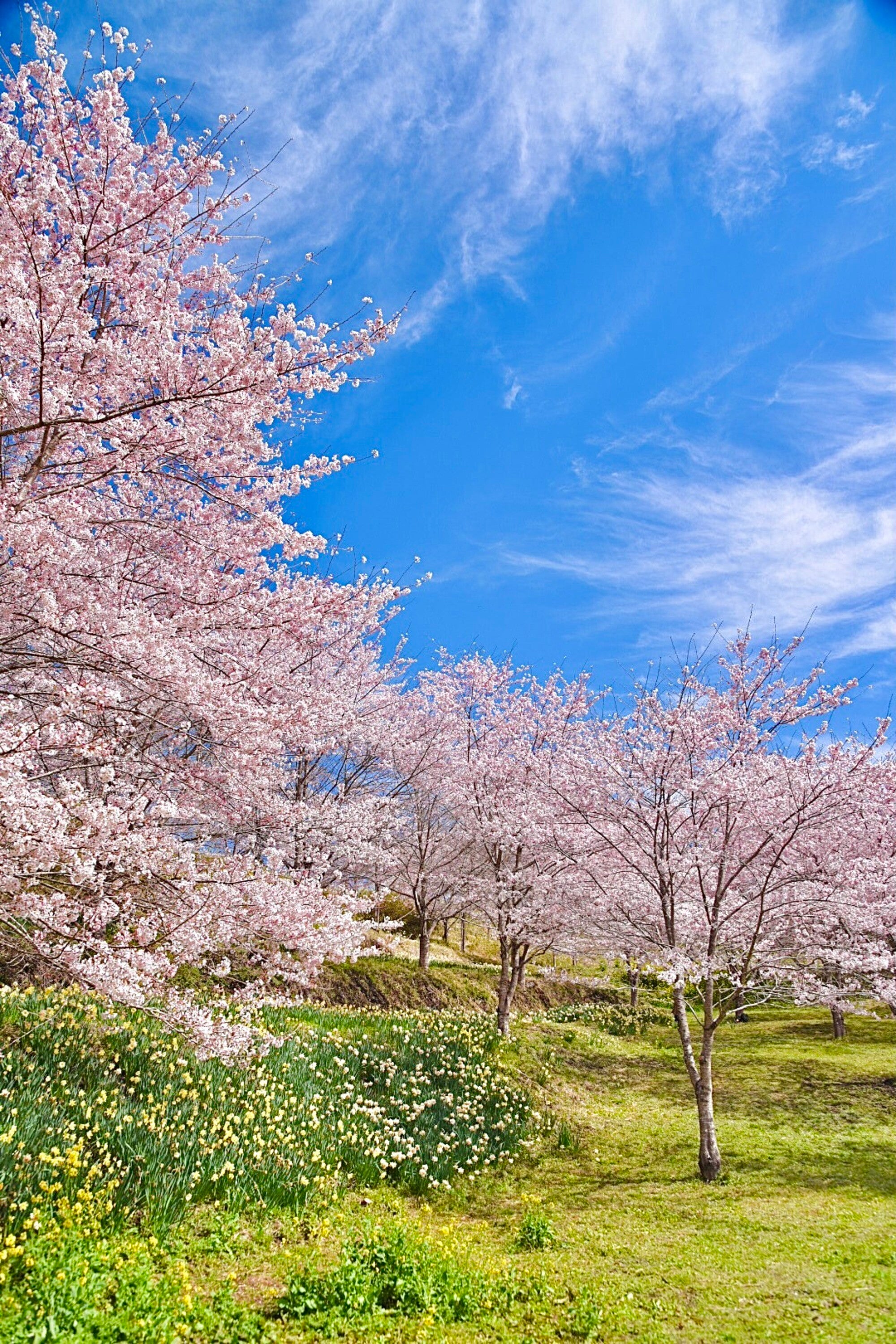 絶好のお花見日和 – 風景投稿販売あゆわら(R)