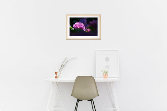 木漏れ日と紫陽花