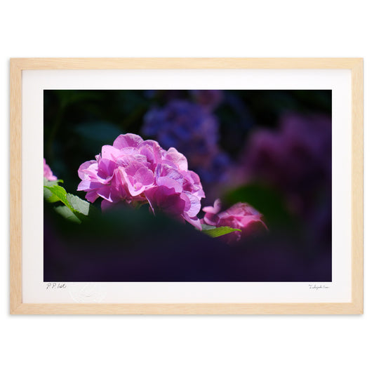 木漏れ日と紫陽花