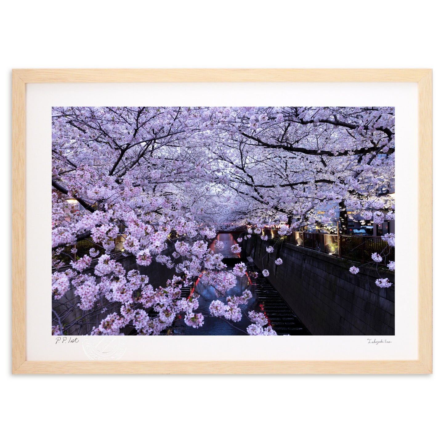 目黒川の桜