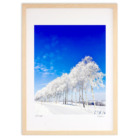 霧氷の白樺並木