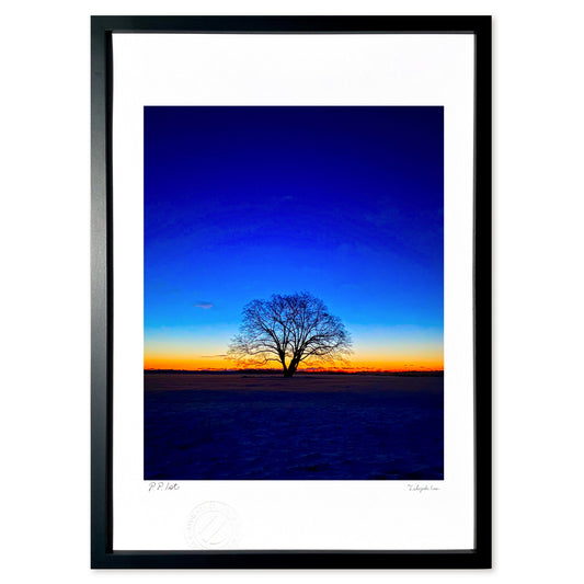 夜明けのハルニレの木