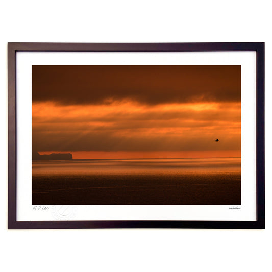 オレンジの飛翔