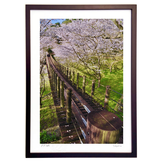吊り橋と満開桜