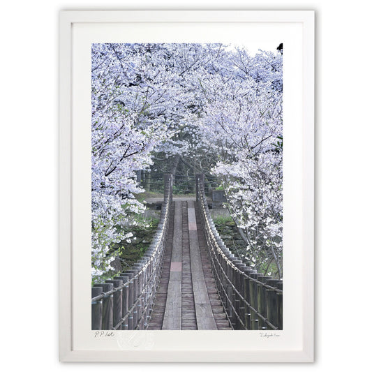 吊り橋と満開桜Ⅱ