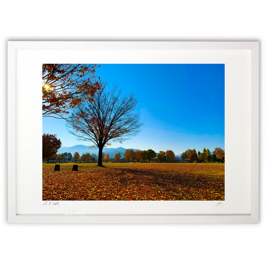 Photo 『秋の公園に佇む木』