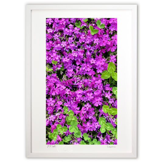 芝桜と三つ葉のクローバーⅡ