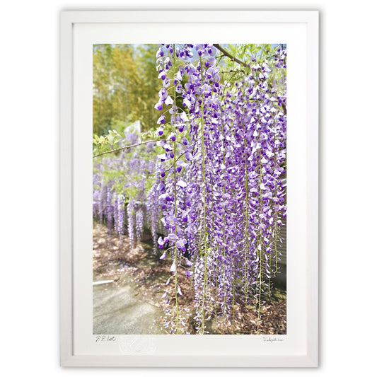 名もなき藤の花