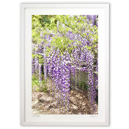 ひっそりと咲く藤の花