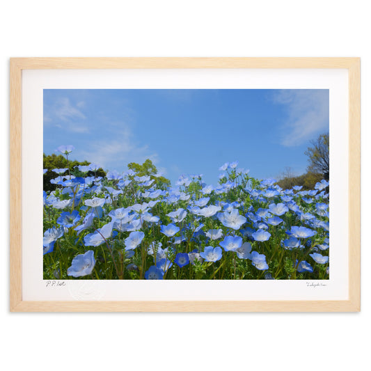 ネモフィラと青空