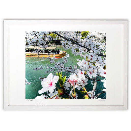 京都の春、桜と沚水