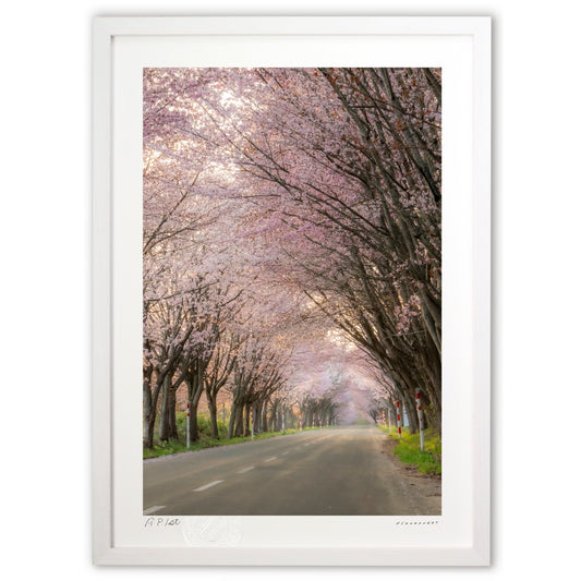 桜色爛漫街道