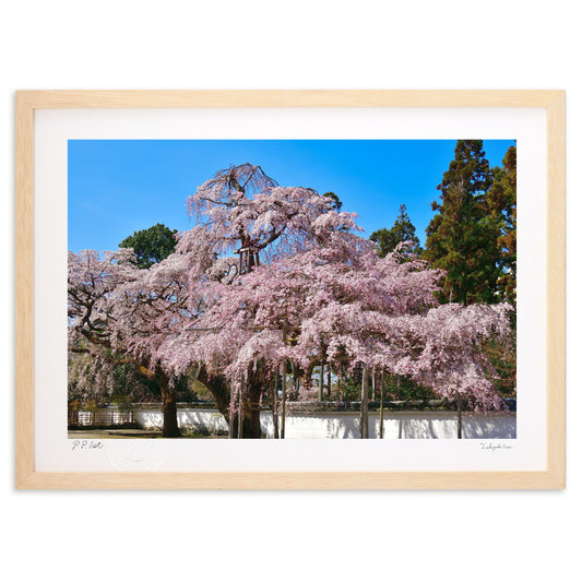 太閤が見た桜