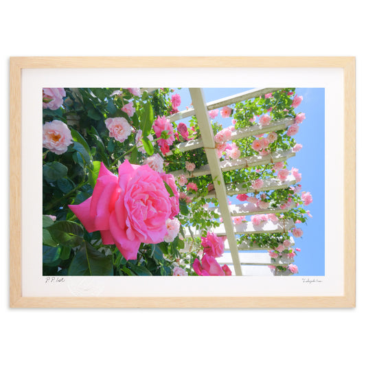 庭園の薔薇