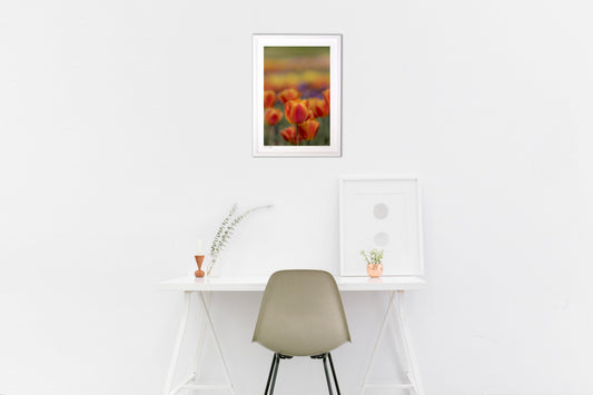 オレンジチューリップ