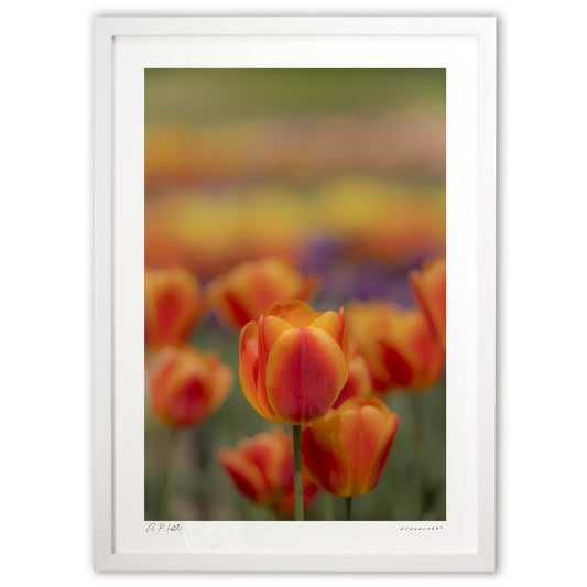 オレンジチューリップ