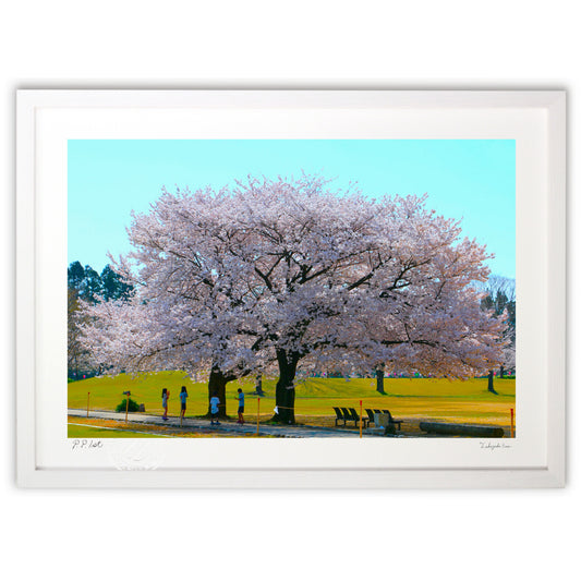 写真　大きな桜の木の下で（横）