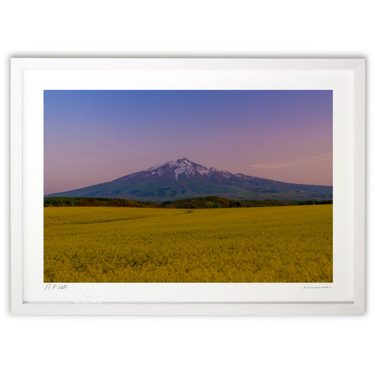 菜の花と岩木山