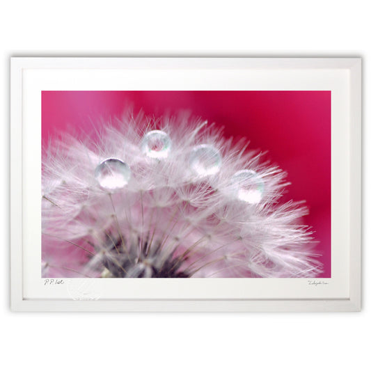 タンポポの綿毛としずく