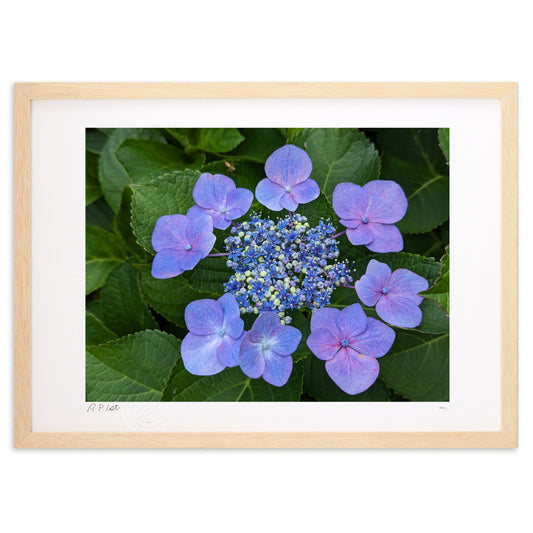 紫色のガクアジサイ