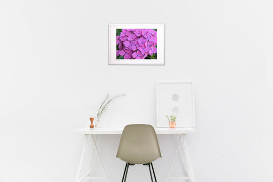 赤紫色のあじさい