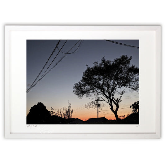 朝焼けと、つげの木