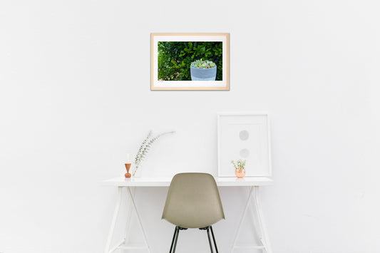 多肉植物のある風景