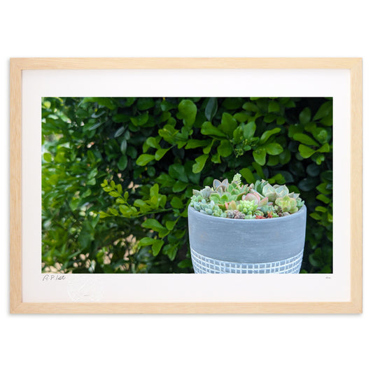 多肉植物のある風景