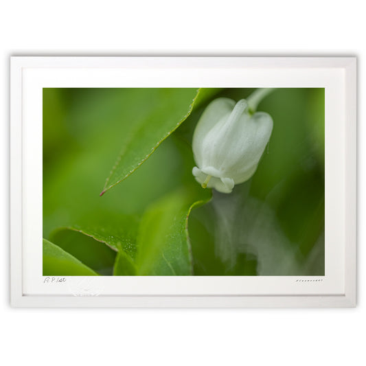 小さなツツジの世界