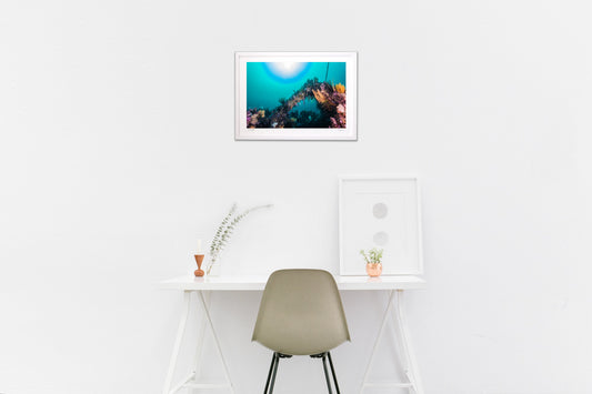 ソフトコーラルを照らす海底の陽射し