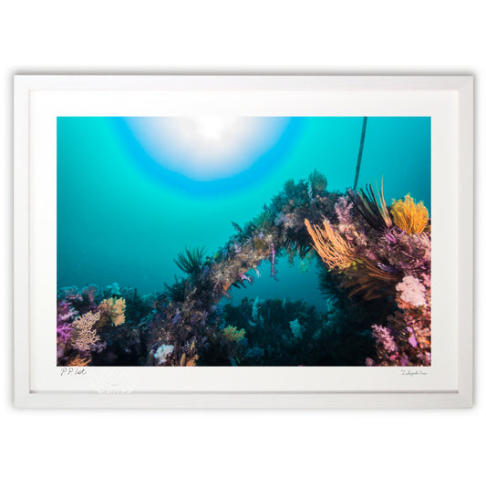 ソフトコーラルを照らす海底の陽射し