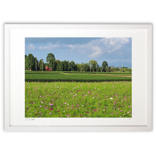 コスモス畑とお茶畑