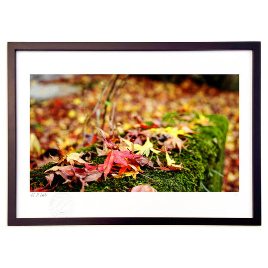 四季シリーズ【秋】