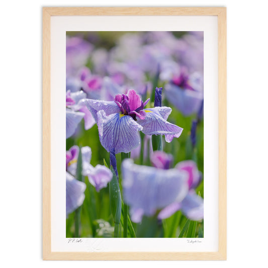 雨上がりのハナショウブ