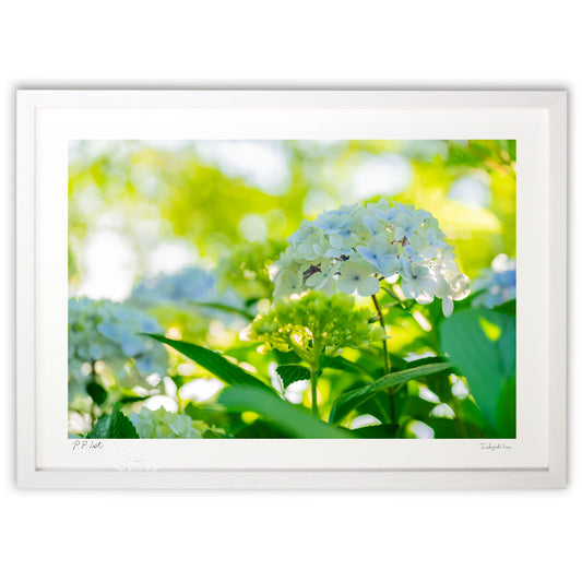 透き通るような紫陽花