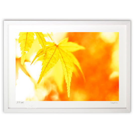 写真　幸福の黄色いモミジ