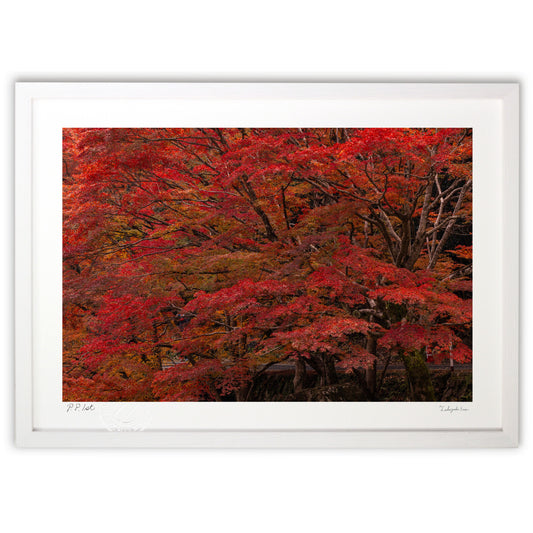 写真　燃えるような紅葉