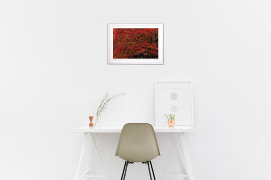 写真　燃えるような紅葉