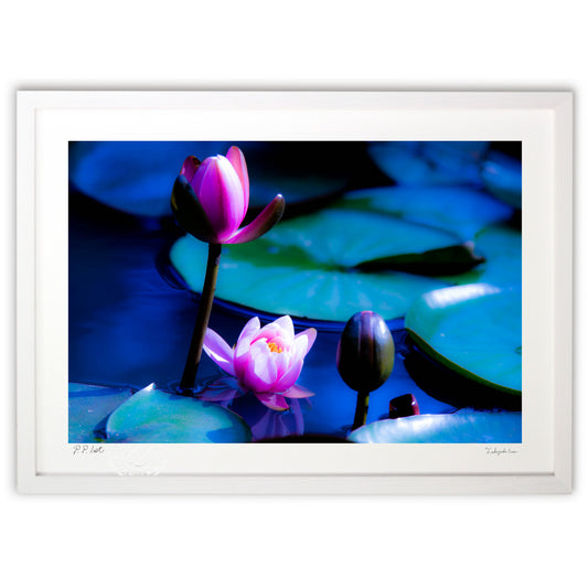 泥の池で咲く美しい花