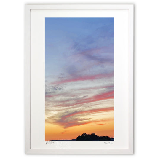 夕暮れのサラマンダー